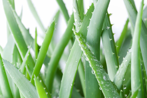 Aloe Vera – Health Benefits, Uses, and Side Effects