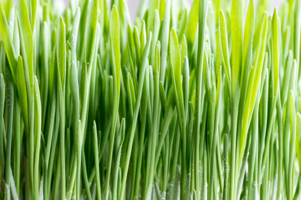 Benefits, Uses & Side Effects of Barley Grass