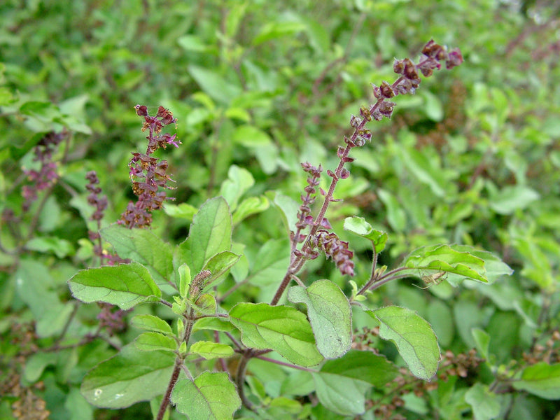 Benefits of Eating Tulsi Leaves in Morning