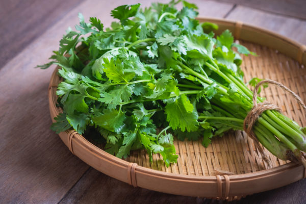 Benefits, Uses & Side Effects of Coriander Leaves