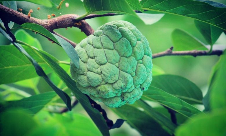 Benefits, Uses & Side Effects of Custard Apple
