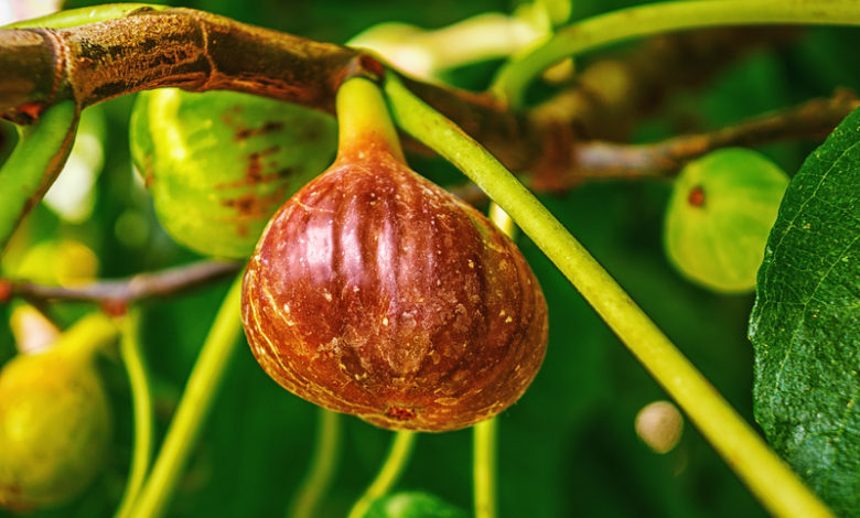 Fig – Health Benefits, Uses & Side Effects