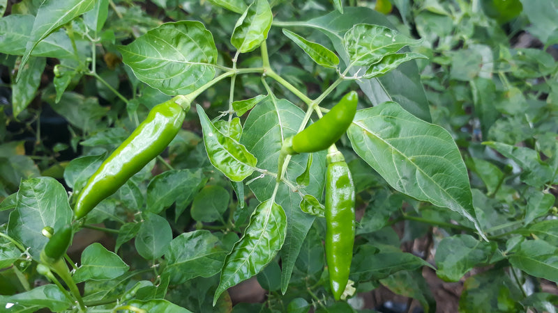 Is Green Chilli Good for Health? Health Benefits & Side Effects