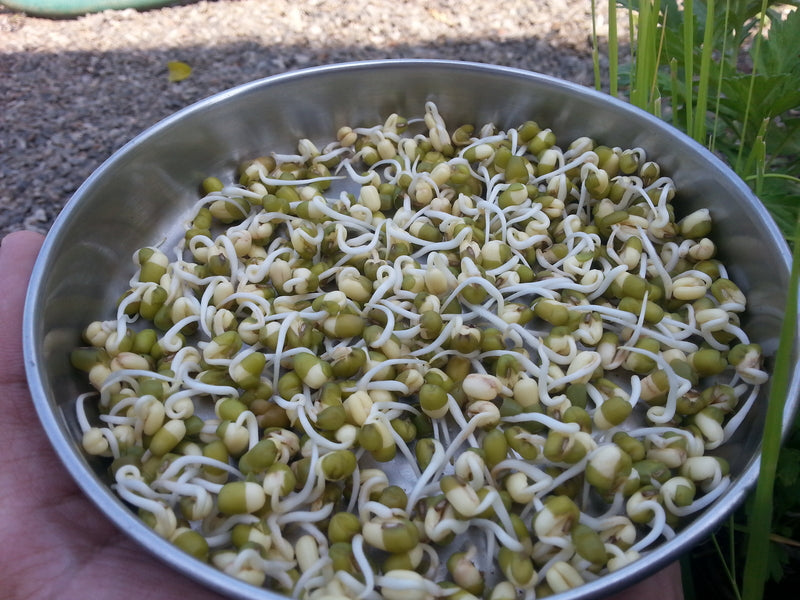 Green Gram Sprouts - Health Benefits, Uses & Side Effects