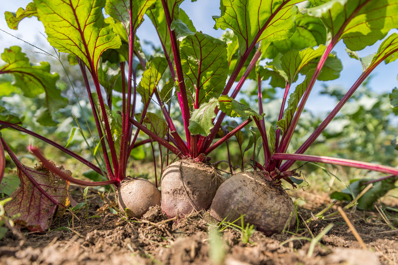 Benefits of Beetroot for Weight Loss