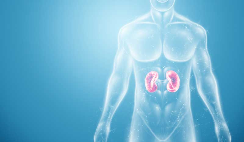 How Much Creatine is Safe For Kidneys?