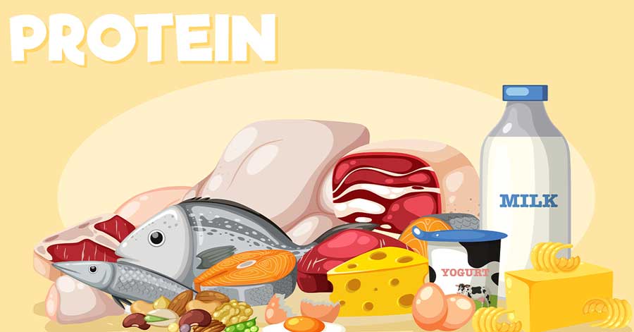 How Protein Intake Affects Daily Strength?