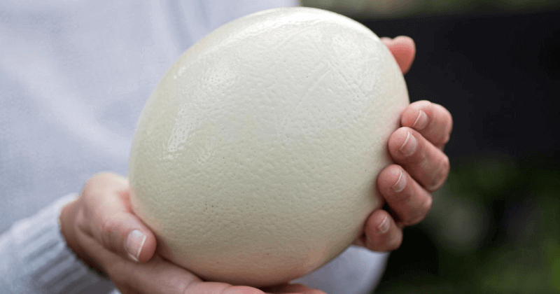 How Much Protein In Ostrich Egg?