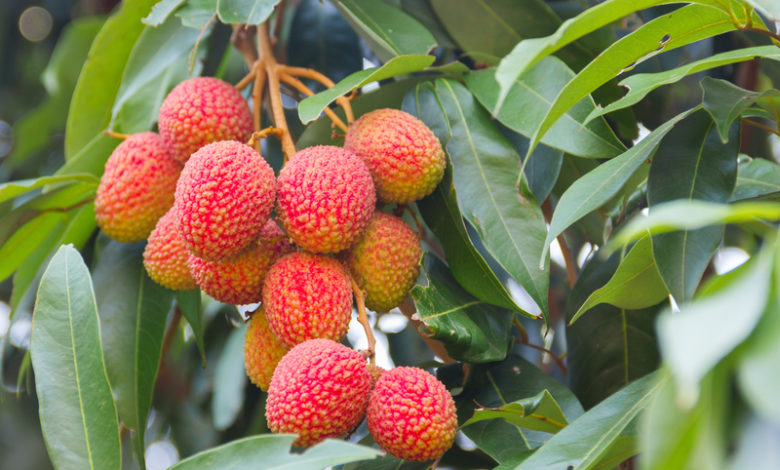 Benefits, Uses & Side Effects of Litchi