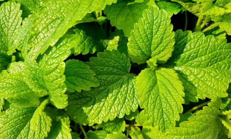 Benefits, Uses & Side Effects of Mint