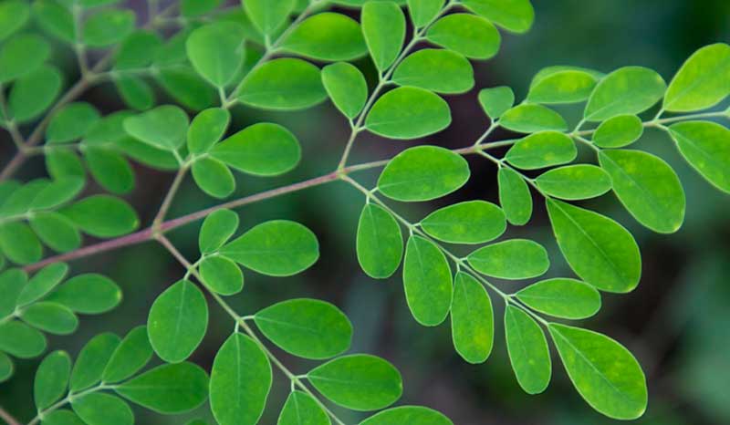 Protein Content in Moringa Per 100g