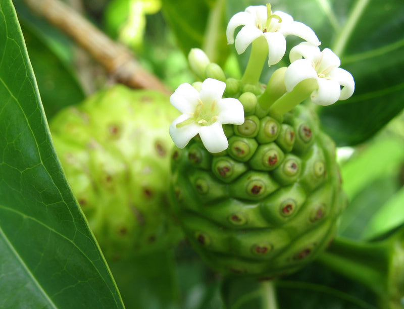 Noni – Health Benefits, Uses, and Side Effects
