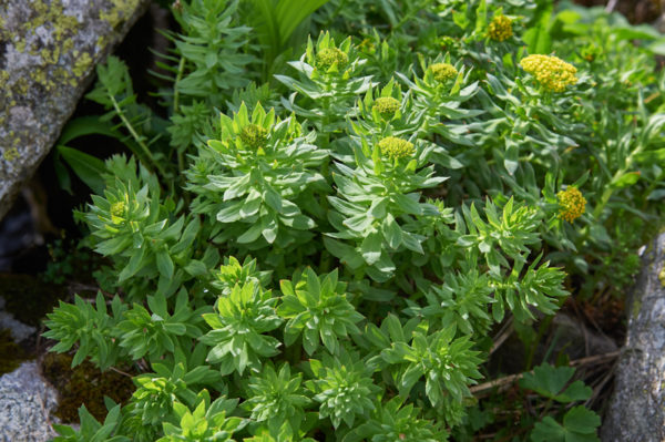Benefits, Uses & Side Effects of Rhodiola Rosea