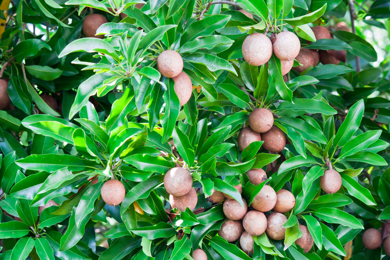 Sapota Fruit - Health Benefits, Calories, Uses & Side Effects