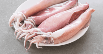 Protein Per 100g of Squid