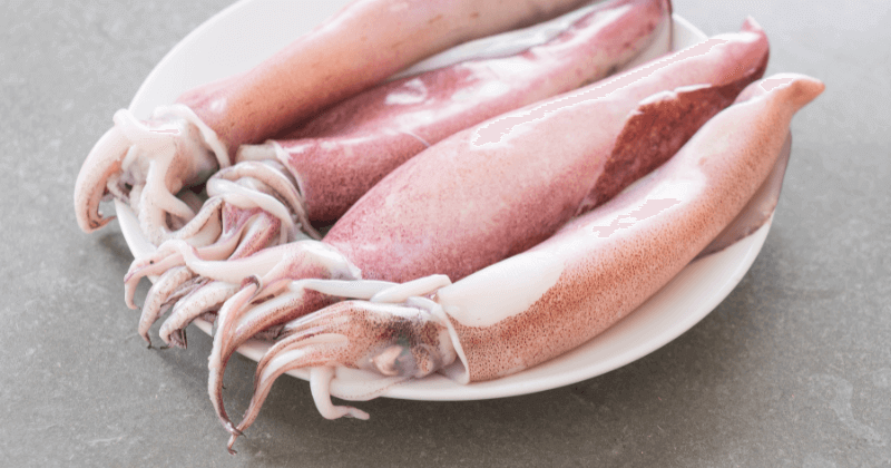 Protein Per 100g of Squid