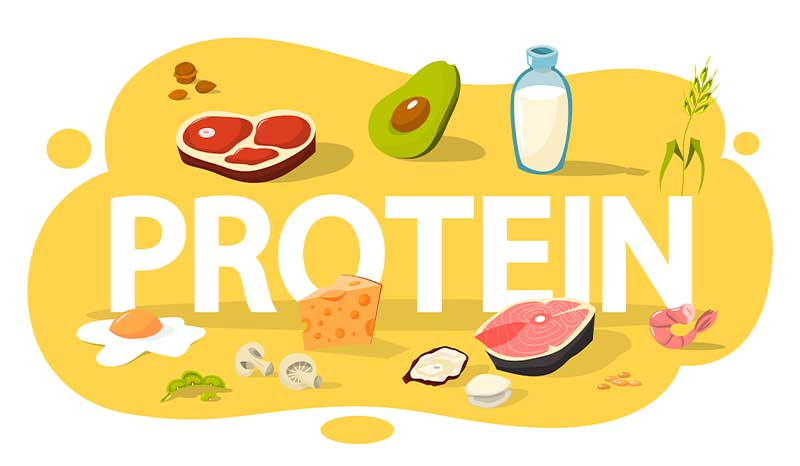Why Protein Becomes More Important After 30?