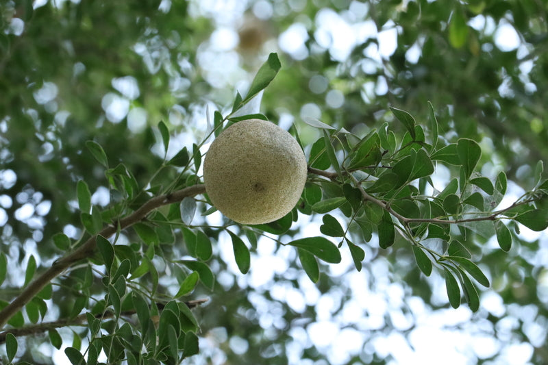 9 Health Benefits of Wood Apple Fruit