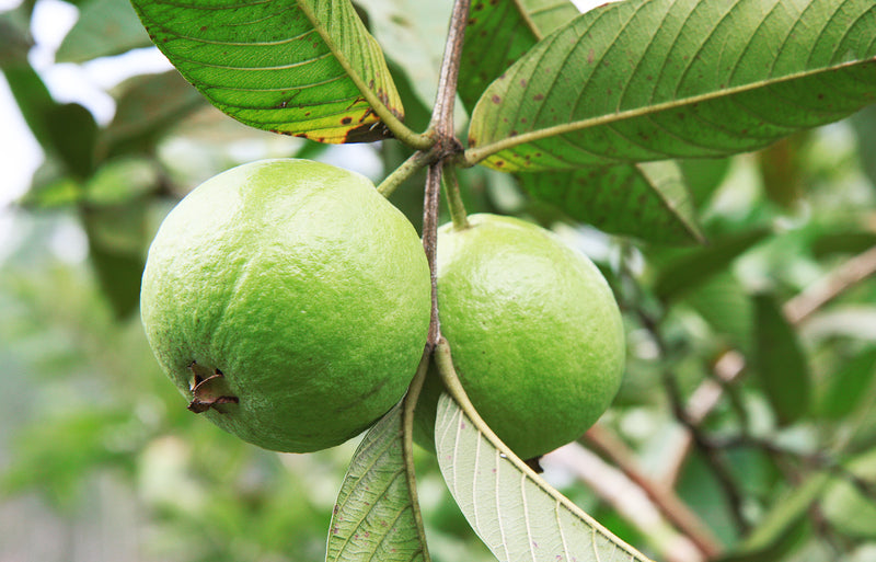 Benefits of Eating Guava on an Empty Stomach